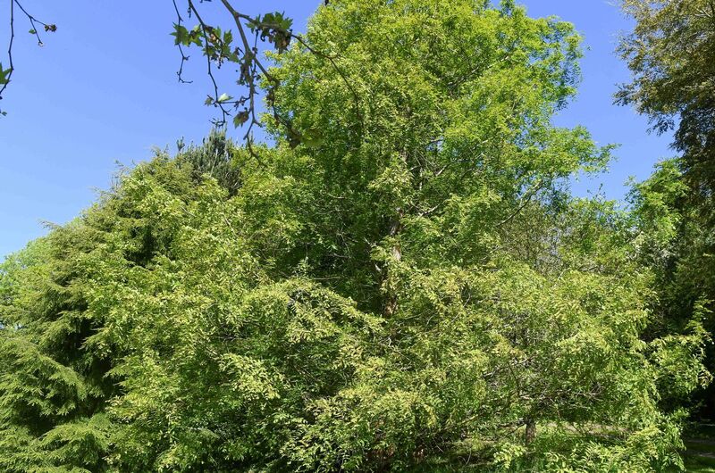 A Dawn Redwood tree as part of the forest bathing event near Lismore, Co Waterford. A Dawn Redwood tree as part of the forest bathing event near Lismore, Co Waterford.