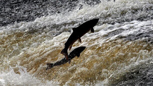 <p>Authorities are investigating a significant fish kill in Co Louth (David Cheskin/PA)</p>