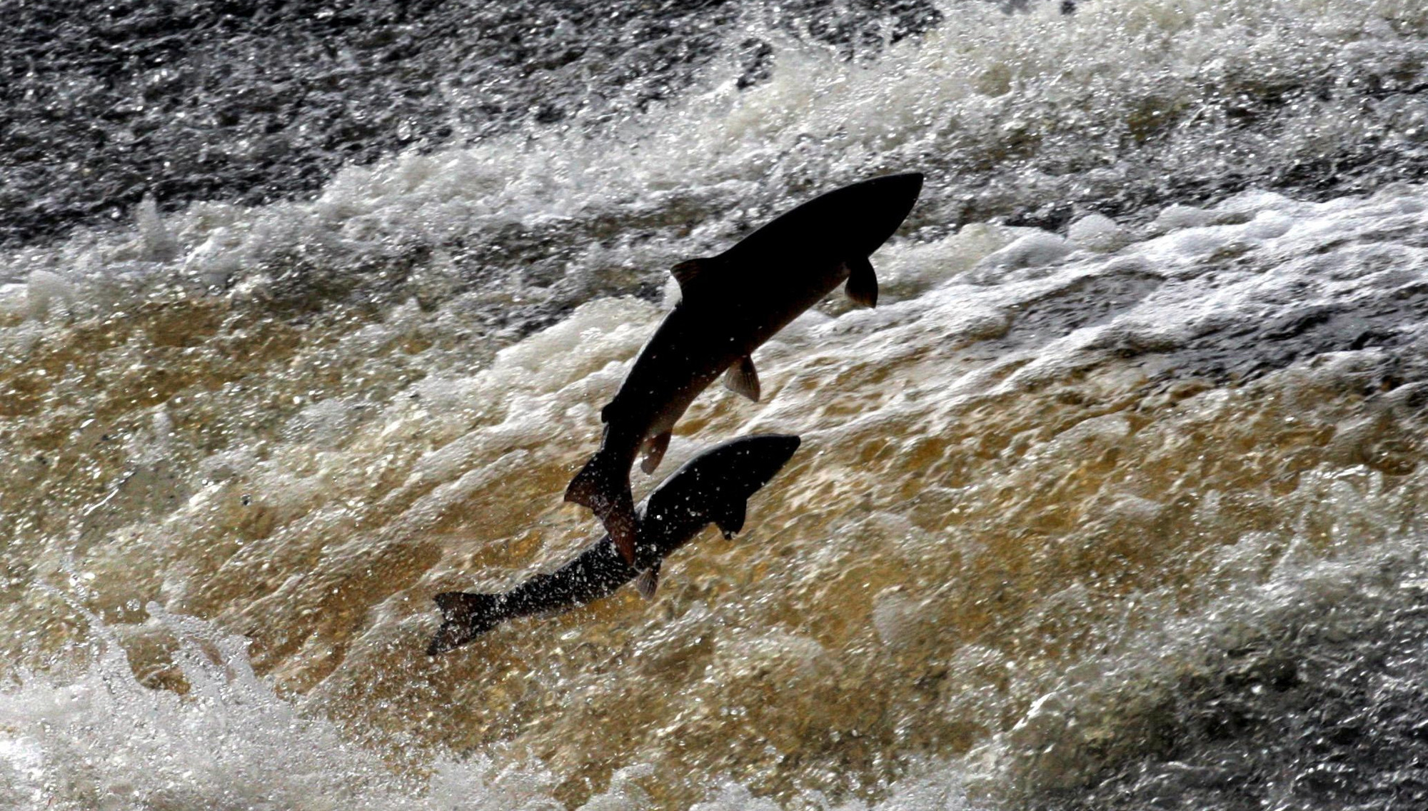 More than 20,000 fish found dead in Co Louth river pollution incident