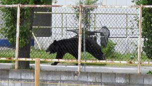 <p>The one-metre-long bear was seen drinking from a tap and showed no reaction when struck by a tranquilliser dart.</p>