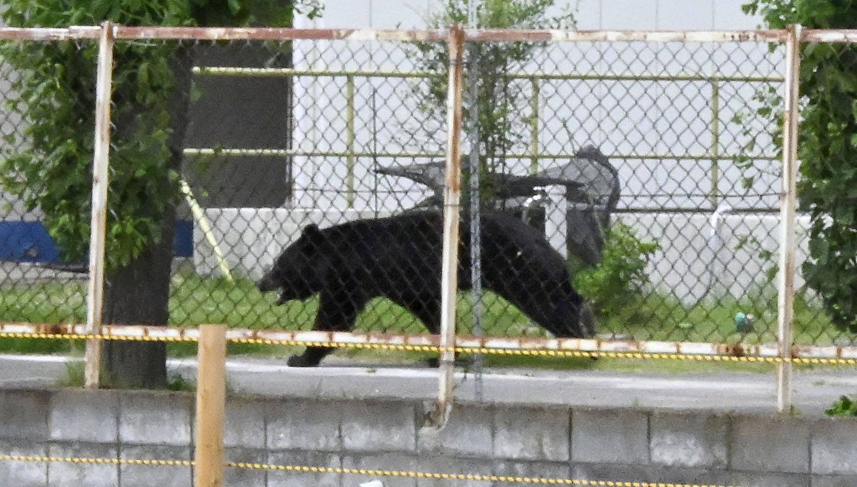 ‘Extremely intelligent’ Japanese bear that attacked four people still at large, police say