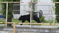 Japan Bear Attack