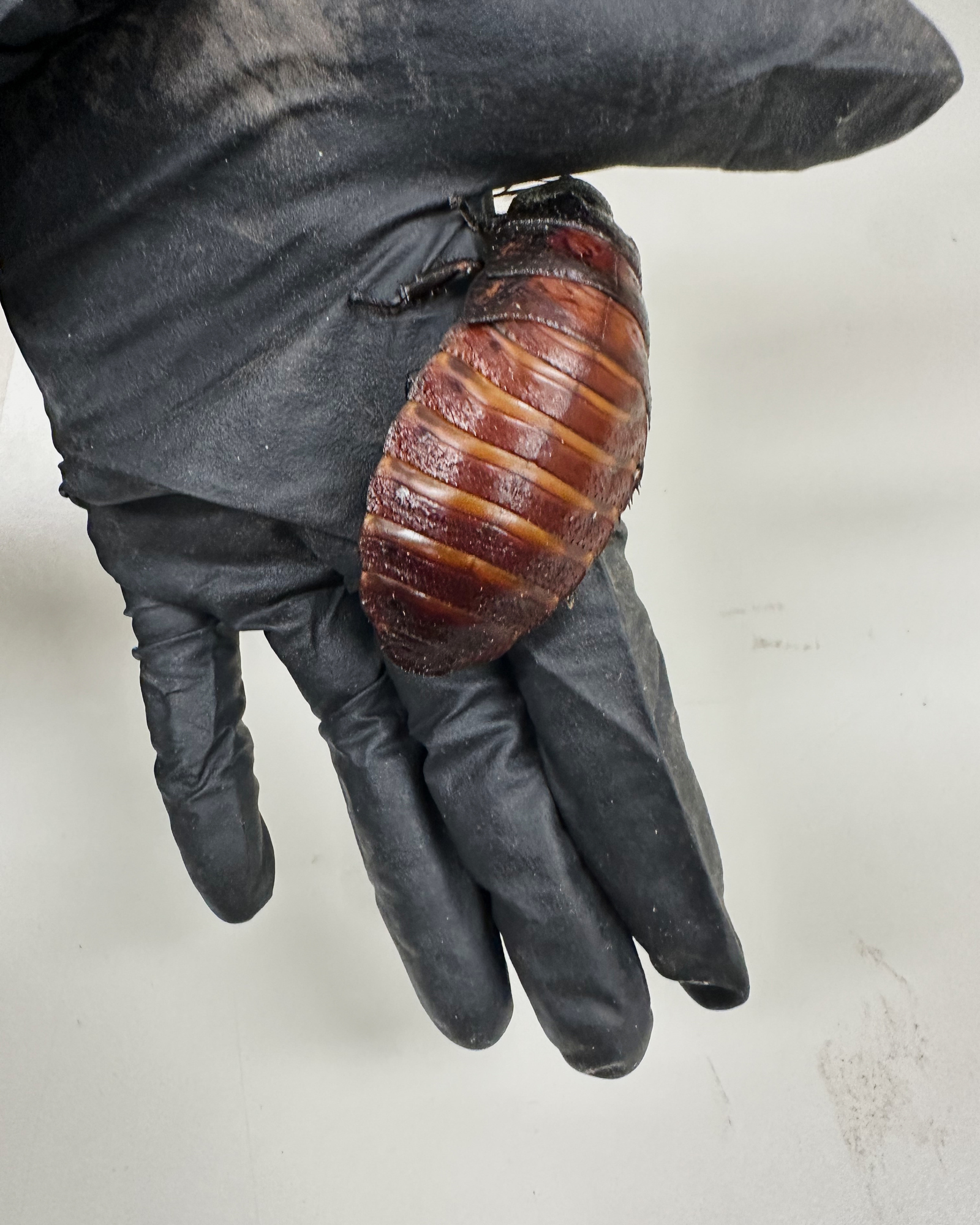 Cockroach kingpin caught with 100,000 illegal insects in record bug bust
