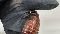 Australia Cockroaches Seized