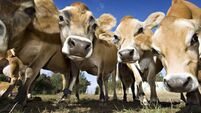 Herd Of Young Inquistive Jersey Cows