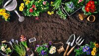 Gardening tools and flowers on soil