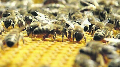 Bees under Brehon law were classified as domestic, rather than wild, animals.