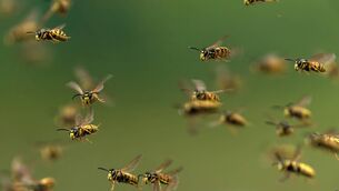 <p>When hives become crowded, the reigning queen, along with half of her worker daughters, departs the ancestral home in a swirling cloud. Picture: iStock</p>