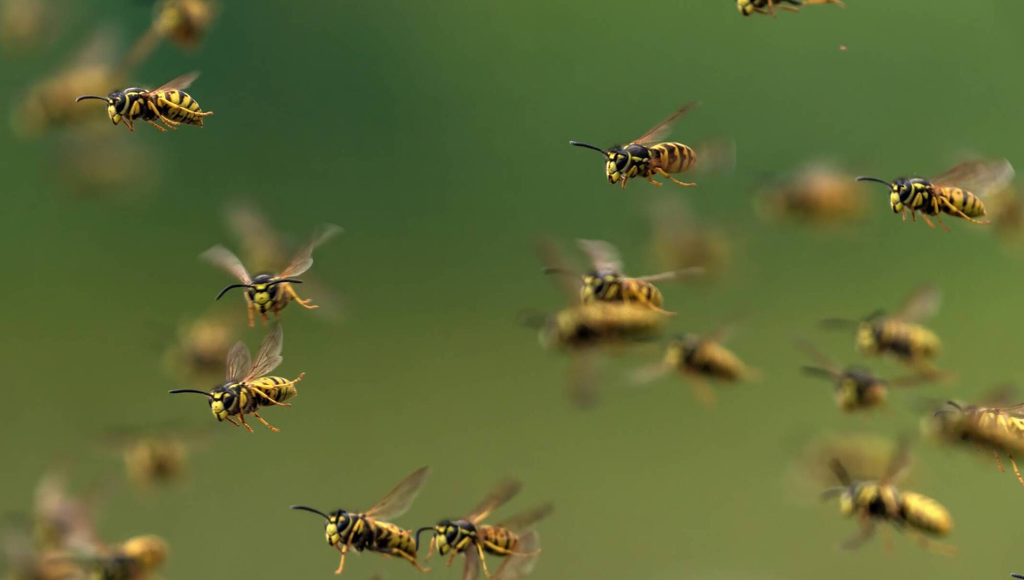 Busy as a bee: Summer swarming season in full swing
