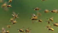 large swarm of dangerous striped stinging insects wasps fly against the background of a green summer garden