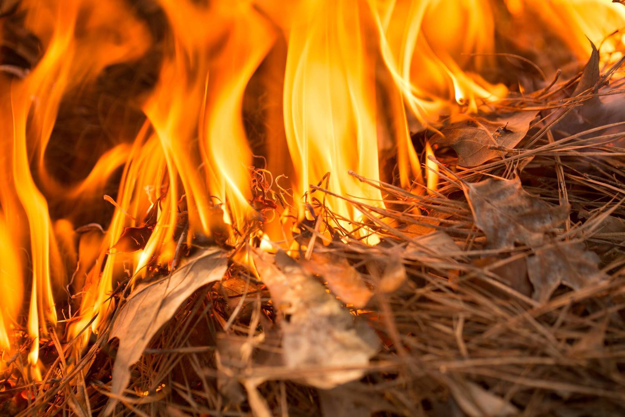 Heritage minister to raise fines for setting forest fires