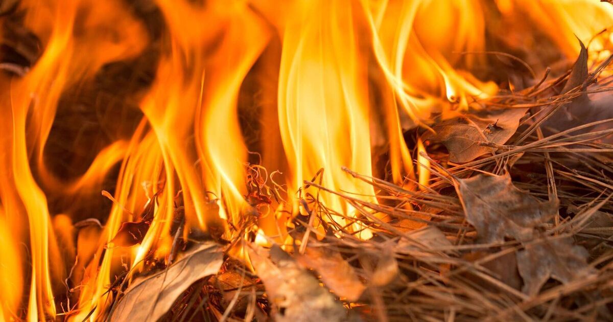Heritage minister to raise fines for setting forest fires