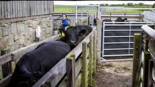 <p>The EU wants more young people to choose farming as a career. One of its most practical proposals may be inspired by a service Irish farmers have benefited from for decades.</p>