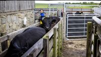 Farmer with Cattle in a Working Farm Yard