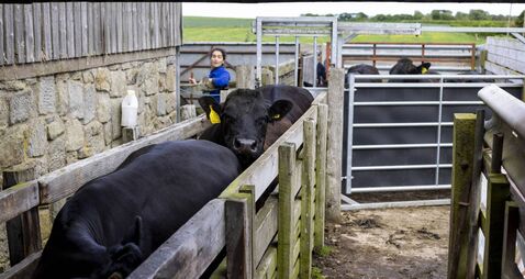 Farmer with Cattle in a Working Farm Yard