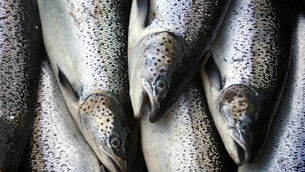 <p>Atlantic salmon, eel, brown trout, pike, minnow and coarse fish species are included among species that were killed as a result of the river pollution.</p> <p>Atlantic salmon, eel, brown trout, pike, minnow and coarse fish species are included among species that were killed as a result of the river pollution.</p>