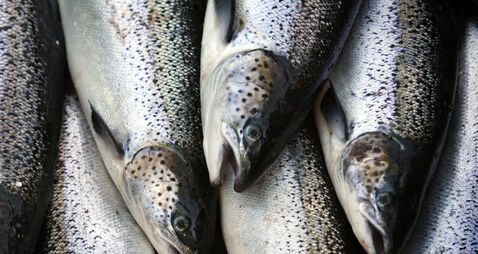 Agricultural discharge confirmed as cause of fish kill