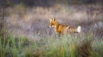 The red fox, Vulpes vulpes, in the waterlogged autumn taiga, Finland