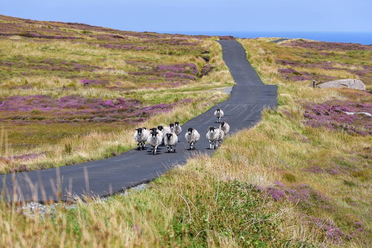 Sheep walking the road on Árainn Mhór Co. Donegal