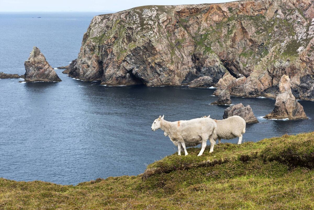 Sheep roaming on Árainn Mhór