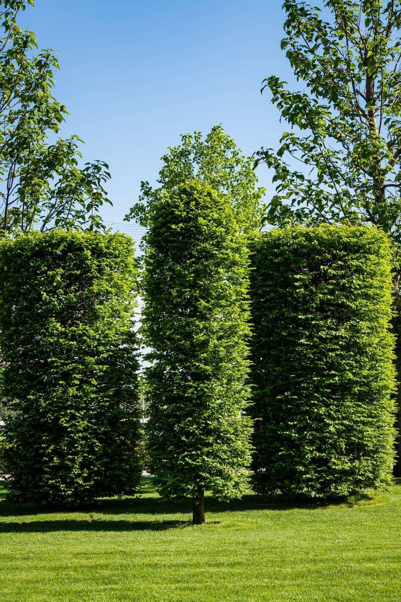 Carpinus betulus Fastigiata or hornbea, acts as a vertical exclamation mark, says Peter Dowdall. File picture Carpinus betulus Fastigiata or hornbea, acts as a vertical exclamation mark, says Peter Dowdall. File picture