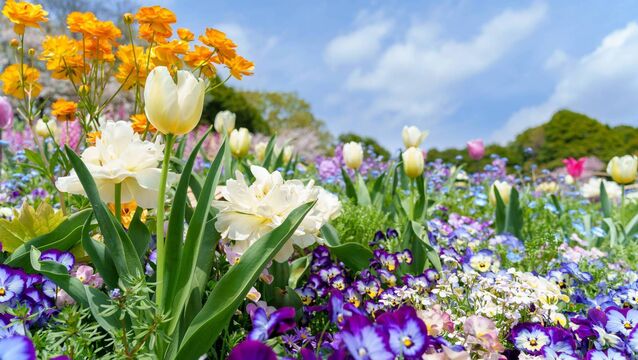 <p>Some flowers, like irises, are best divided immediately after flowering, while aquilegias and primulas can also be shifted in early summer. File picture</p>