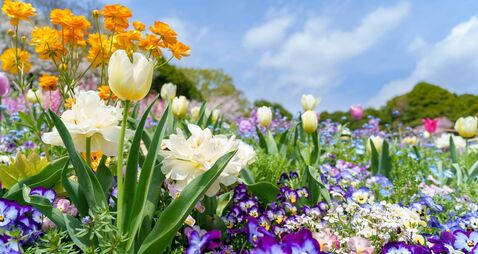 Beautiful flower garden scenery with a variety of flowers in bloom