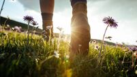 Woman hiker legs walking beautiful flowering grassland