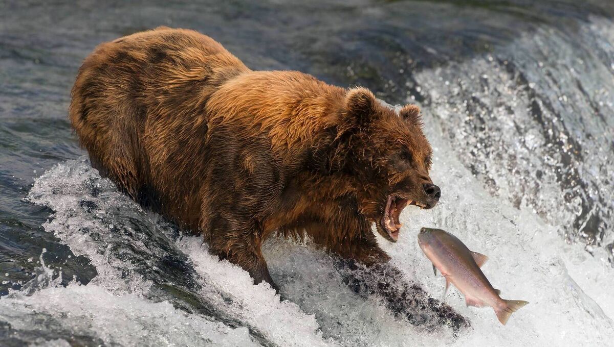 The strongest case for nature cams is access. Not everyone can visit a wetland, island, woodland or cliff edge. But thanks to nature cams, people around the world can now watch brown bears catching salmon at Brooks Falls in Alaska. The strongest case for nature cams is access. Not everyone can visit a wetland, island, woodland or cliff edge. But thanks to nature cams, people around the world can now watch brown bears catching salmon at Brooks Falls in Alaska.