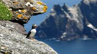Skellig Island Puffin, County Kerry, Ireland