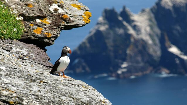 <p>Around the world, people can now watch puffins nesting on coastal cliffs, eagles feeding chicks, coral reefs, seal colonies, watering holes and urban wildlife.</p>