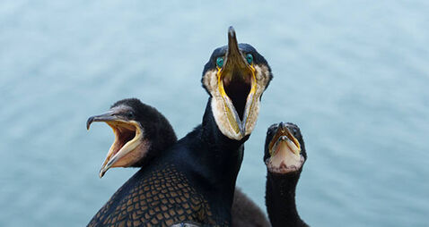 A selection of images chosen by the Irish Examiner picture desk