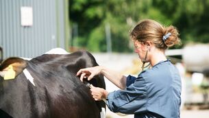<p>The service aims to support the responsible use of animal medicines, upskilling around biosecurity, as well as being proactive about disease prevention on cattle, sheep, pig, poultry and horse farms. </p> <p>The service aims to support the responsible use of animal medicines, upskilling around biosecurity, as well as being proactive about disease prevention on cattle, sheep, pig, poultry and horse farms. </p>