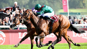 <p>A win for Daryz in the Prince of Wales Stakes will confirm his status as the best middle-distance horse on the planet. Pic: Healy Racing</p>