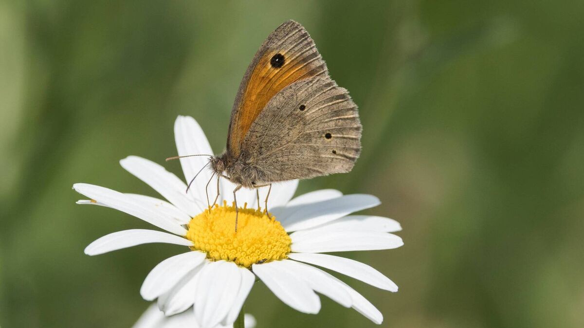 A Meadow Brown Butterfly nectaring on an Oxeye-Daisy in a wildflower meadow, a common sight at this time of year. A Meadow Brown Butterfly nectaring on an Oxeye-Daisy in a wildflower meadow, a common sight at this time of year.