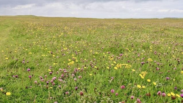 <p>All over Ireland, midsummer meadows are glorious right now. Bright pinks of ragged robin mingle with tall stems of delicate meadow buttercup in richly textured swards.	<span class="contextmenu emphasis CaptionCredit">Pictures: iStock</span>
            </p>