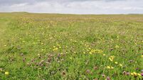 Machair wild flower meadow, The Outer Hebrides Western Isles