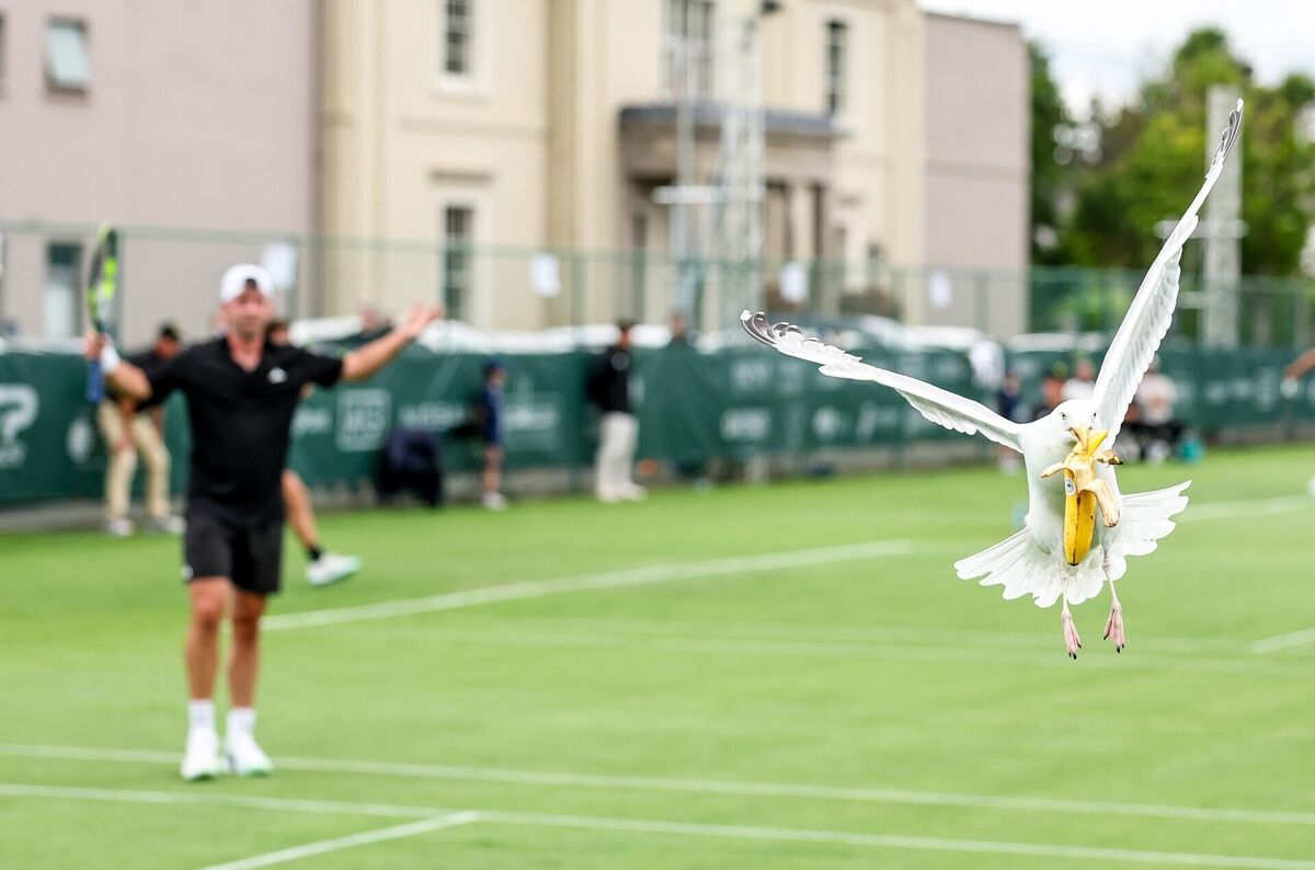 A seagull steals Conor Gannon’s banana from his bag during the game. Pic: ©INPHO/Nick Elliott A seagull steals Conor Gannon’s banana from his bag during the game. Pic: ©INPHO/Nick Elliott