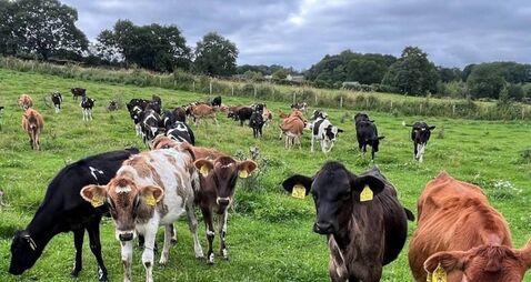 Dairy farmers get ready to navigate new anti-parasitic regulations