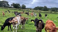 Dairy farmers get ready to navigate new anti-parasitic regulations