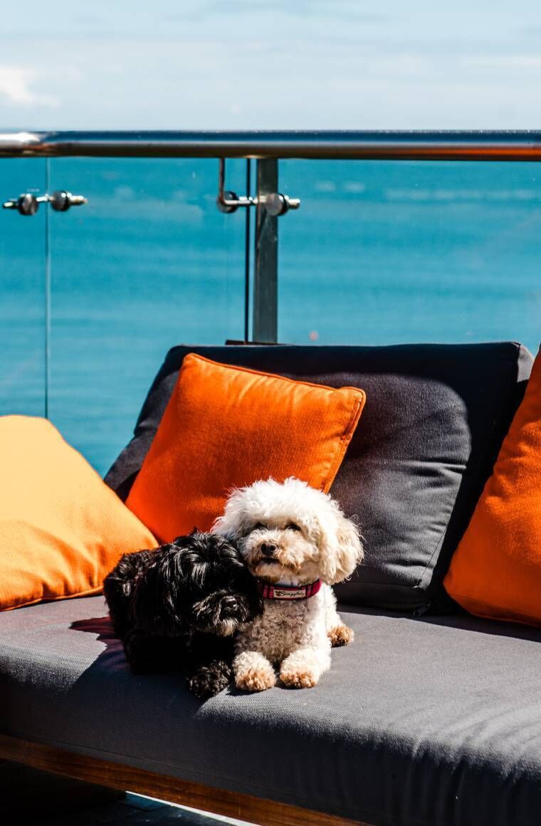 Dogs are welcome at Cliff House in Waterford Dogs are welcome at Cliff House in Waterford
