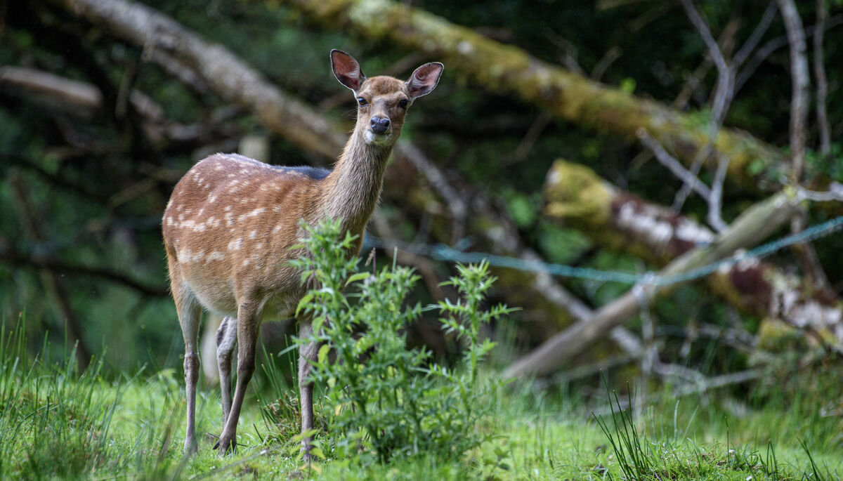 A deer peaking out through the undergrowth by Ross Castle in the National Park, Killarney, Co Kerry. Picture Dan Linehan A deer peaking out through the undergrowth by Ross Castle in the National Park, Killarney, Co Kerry. Picture Dan Linehan
