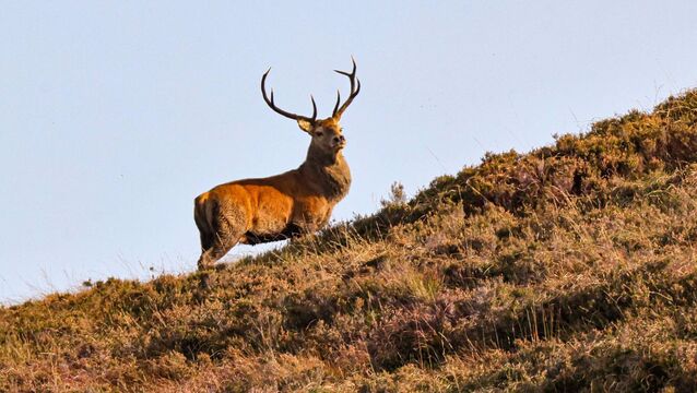 <p>Deer population expansion, in recent decades, has led to a situation where numbers may now exceed 200,000, according to Teagasc. Picture: Valerie O'Sullivan</p>