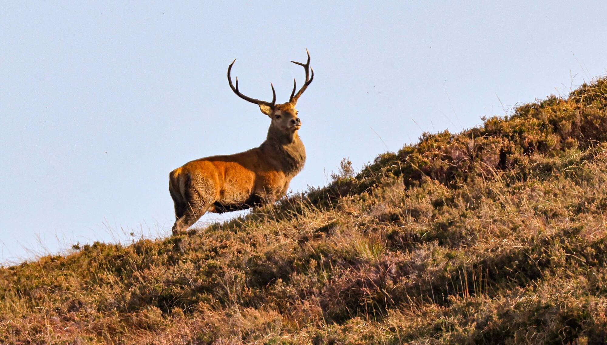 Damage done: Expanding deer population sparks calls for culls