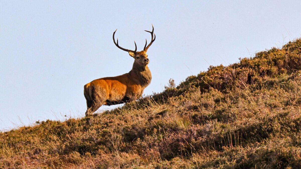 Damage done: Expanding deer population sparks calls for culls