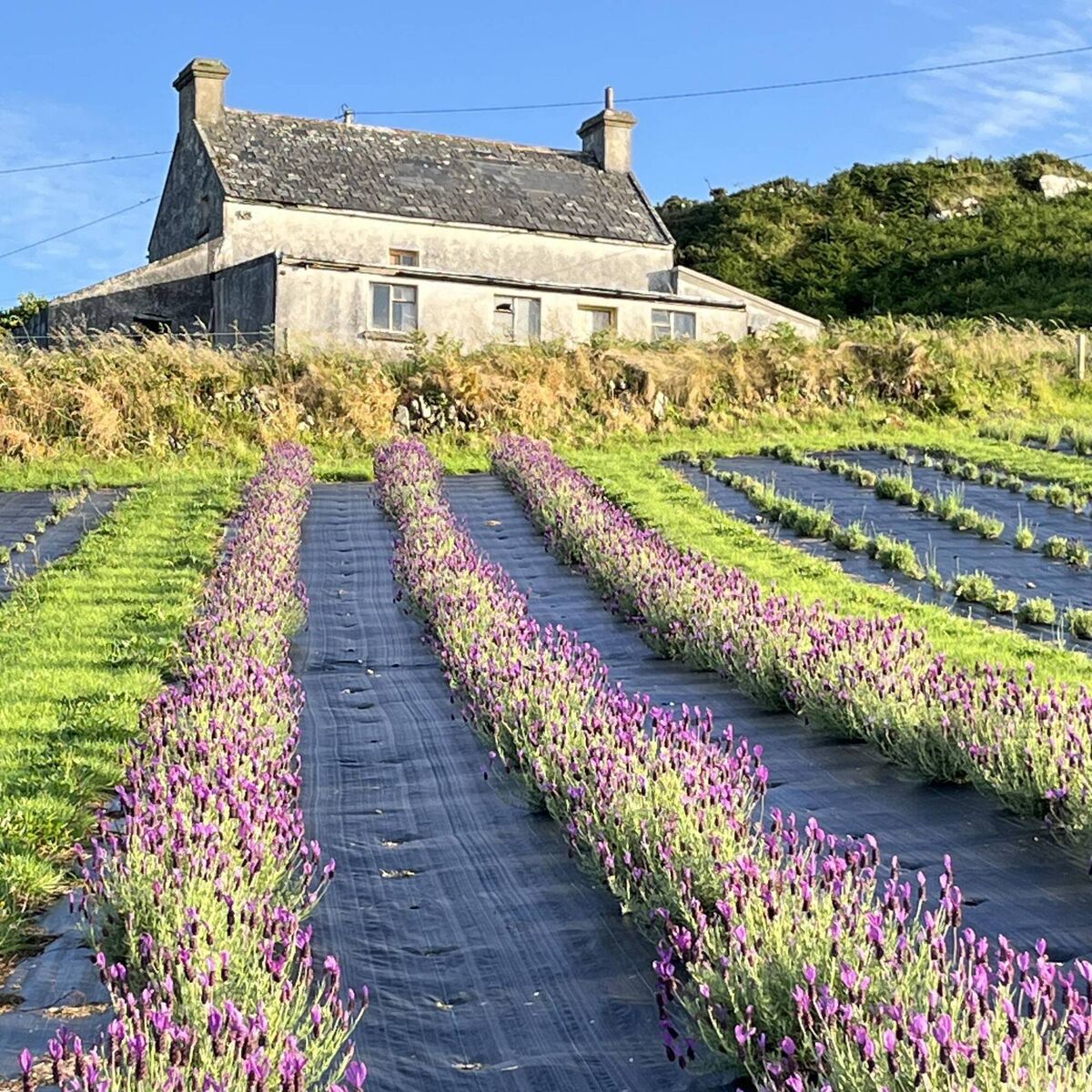 Lavender growing on Cape Clear Island Lavender growing on Cape Clear Island
