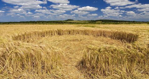 Small crop circle in a wheat field in Dorset