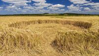 Small crop circle in a wheat field in Dorset