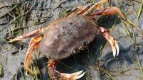 Crab