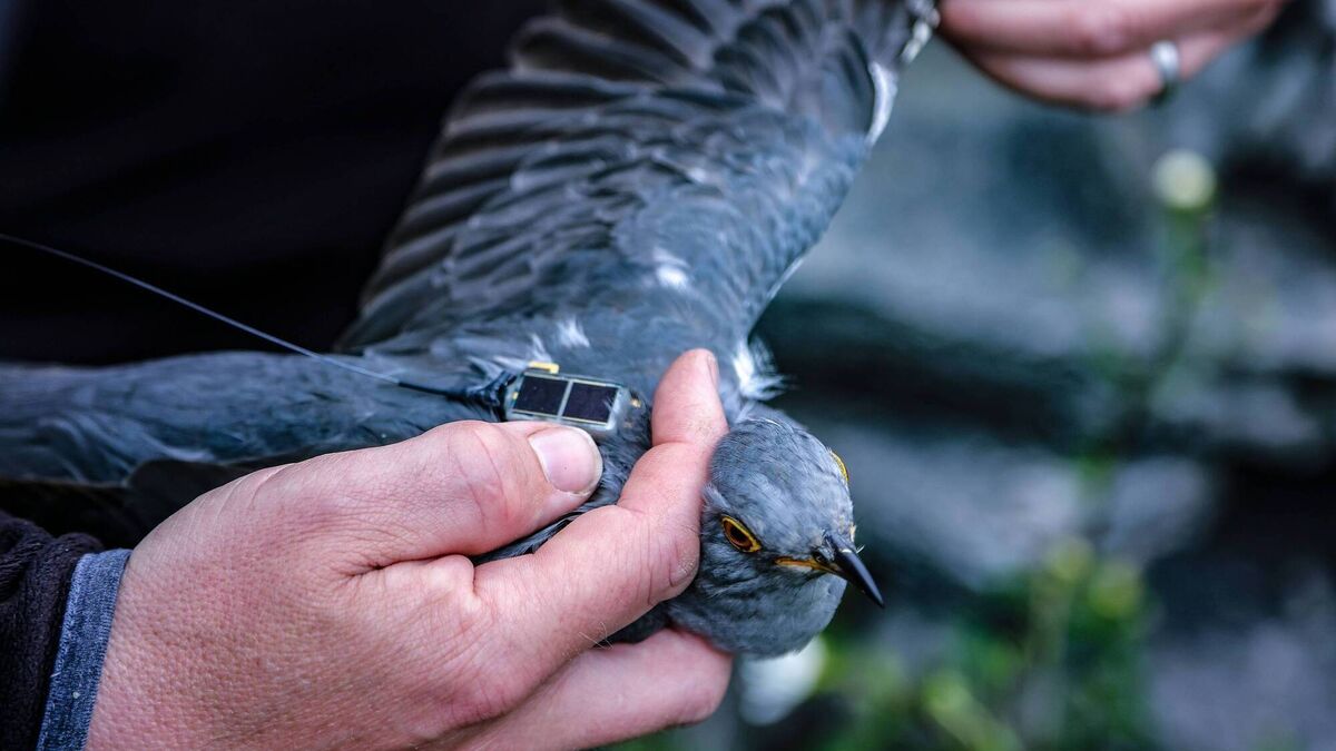 Public invited to track three Irish cuckoos on migration to Africa